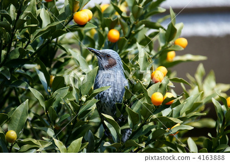 Kumquat thief discovered, even if hidden, there are traces... Kumquat thief discovered, even if hidden, there are traces... 4163888
