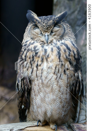 It seems to be laughing something. 4163900