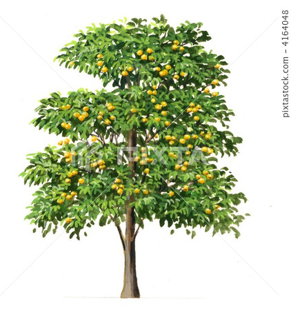 柚子插畫，柚子手繪精密圖 4164048