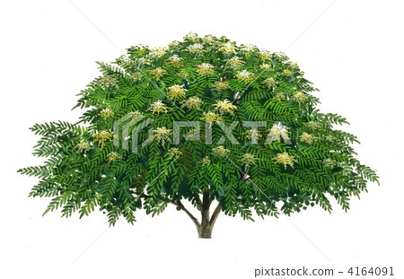 Nanakamado handwritten illustration 4164091