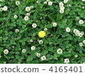 三葉草 花朵 花 4165401