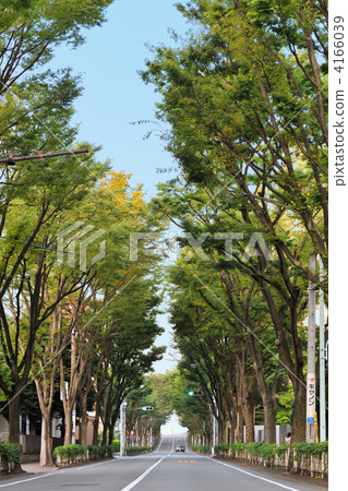 zelkovtree row, tree-lined road, roadside trees 4166039
