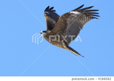 Tobi flapping 4166082