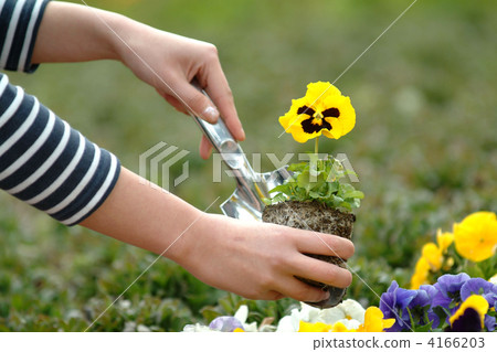 uehana, gardening, bloom 4166203