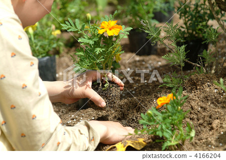 uehana, gardening, bloom 4166204