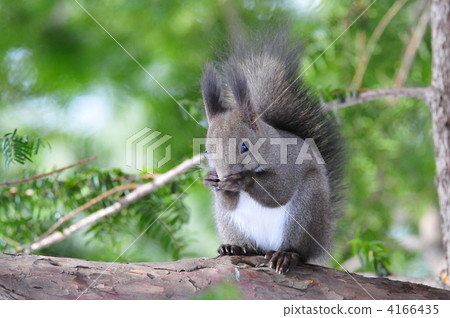 北海道 野生動物 松鼠 4166435