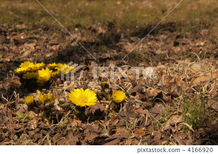 February Fukujuou · Buttercup family 84 4166920