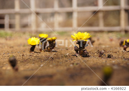 February Fukujuou · Buttercup family 86 February Fukujuou · Buttercup family 86 4166922