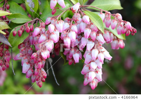 Akebono Abebi 4166964