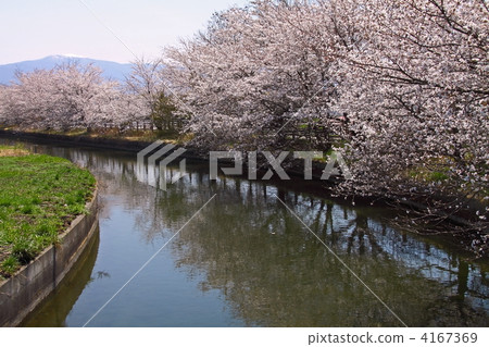 水槽 櫻木花道 櫻花道 4167369