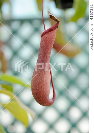 Ugubon Kuzura 4167381