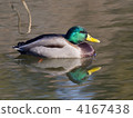 Mallard 4167438