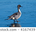 Pintail 4167439