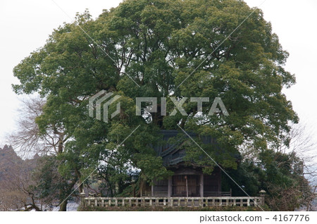 Kamaya Shrine的Kusunoki Kamaya Shrine的Kusunoki 4167776