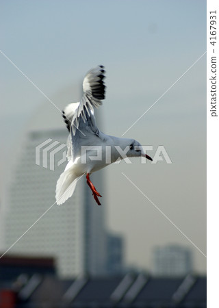 gull, gulls, sea gull 4167931