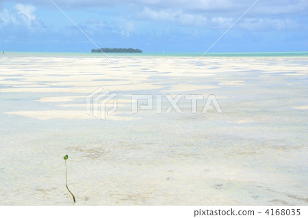 Palauocarp tidal flat tideland of a mangrove 4168035