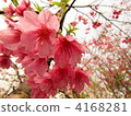 A cherry blossoms cherry blossoming in early spring in Okinawa 4168281
