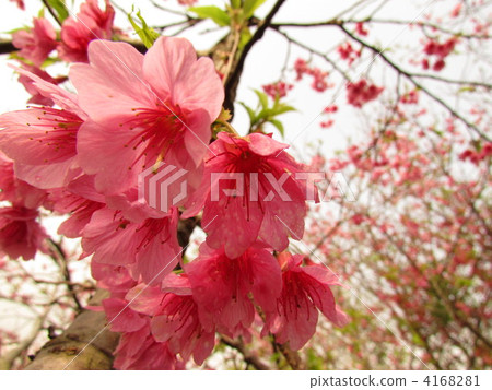 A cherry blossoms cherry blossoming in early spring in Okinawa A cherry blossoms cherry blossoming in early spring in Okinawa 4168281