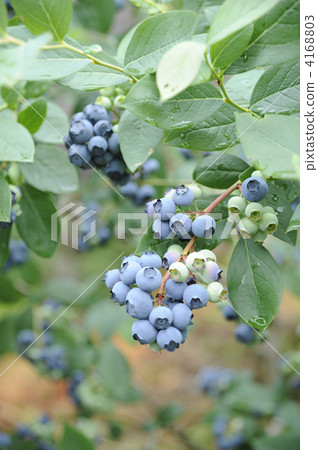 農舍藍莓 農舍藍莓 4168803