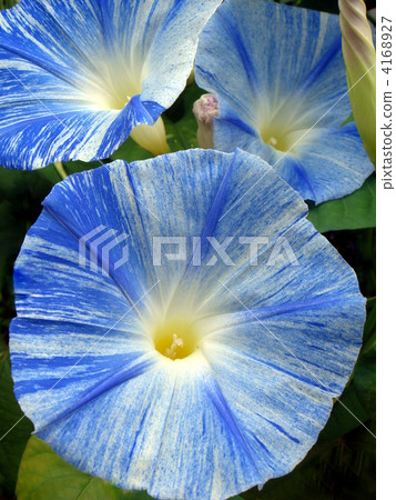 西方牽牛花（飛碟） 4168927
