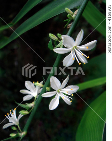 (沒有牌匾)Olisulan花 (沒有牌匾)Olisulan花 4168935