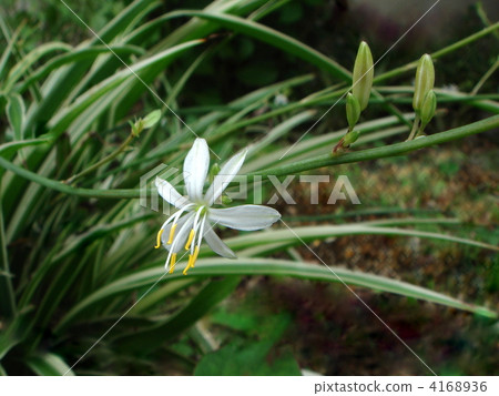 （雜色）Olisulan花 4168936