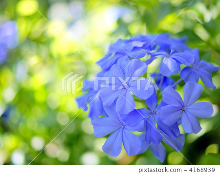 Ruri Matsuri 4168939