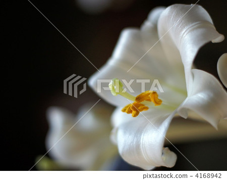Lily (Takasago lily) Lily (Takasago lily) 4168942