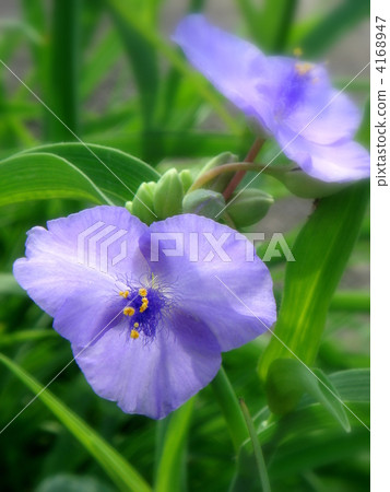 Murasakiyukusa (purple) Murasakiyukusa (purple) 4168947