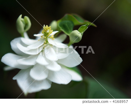 Dokudami (Yae): Snow White 4168957