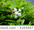 Aberia (white flower) 4169487
