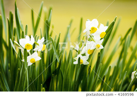 Narcissus Narcissus 4169596