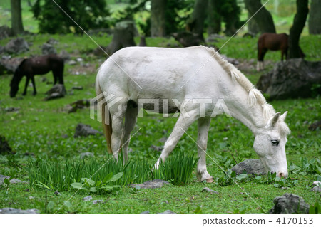 White horse grazing 4170153