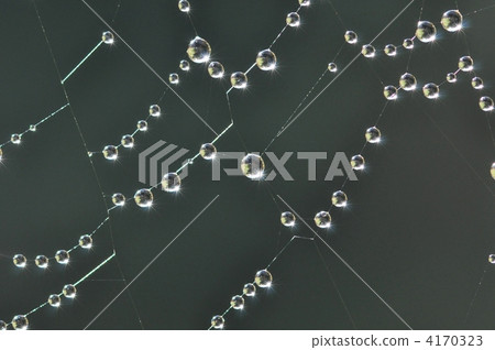 Rain drops on the spider's thread 4170323