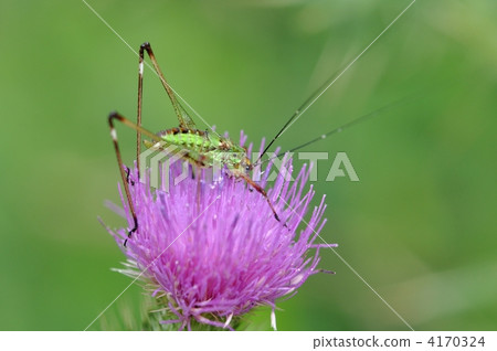 Thistle and Asi grotto beetle 4170324