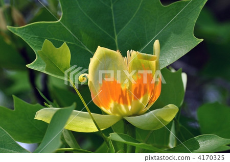 Tulip tree 4170325