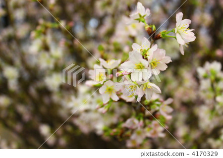 keiou zakurcherry, keio cherry blossom, bloom 4170329