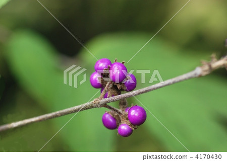 Yabumurasaki fruit Yabumurasaki fruit 4170430
