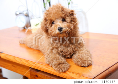 Toy poodle on the desk Toy poodle on the desk 4170457