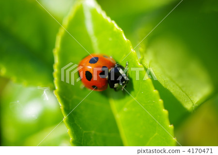 Heart shaped pattern ladybird Heart shaped pattern ladybird 4170471