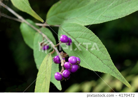 Yabumurasaki fruit 4170472