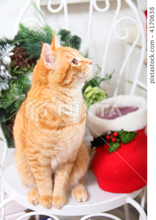 Christmas of a tea tiger cat 4170638