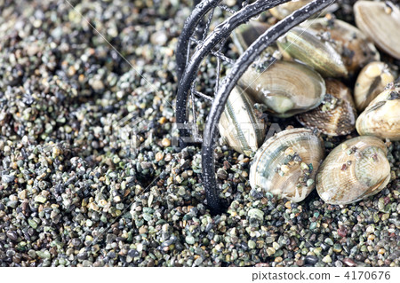 Clamming 4170676