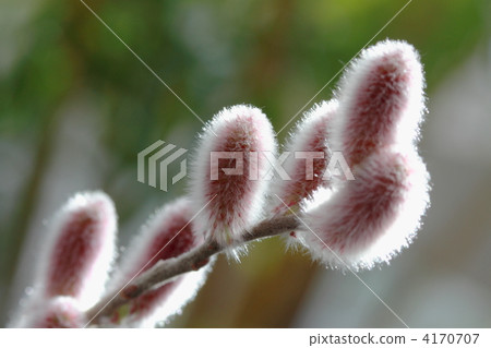 pink pussy willow, salix gracilistyla, pussy-willow 4170707