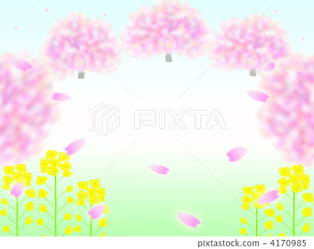 油菜花田 白色背景 白底 4170985