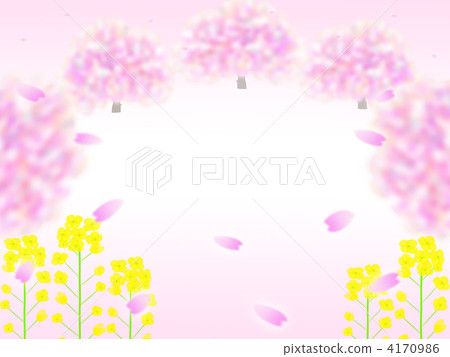 油菜花田 白色背景 白底 4170986