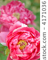 peony, bloom, blossom 4171036