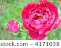 peony, bloom, blossom 4171038