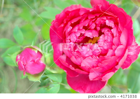 peony, bloom, blossom 4171038