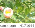 garden tree, camellia, japanese camellia 4171044